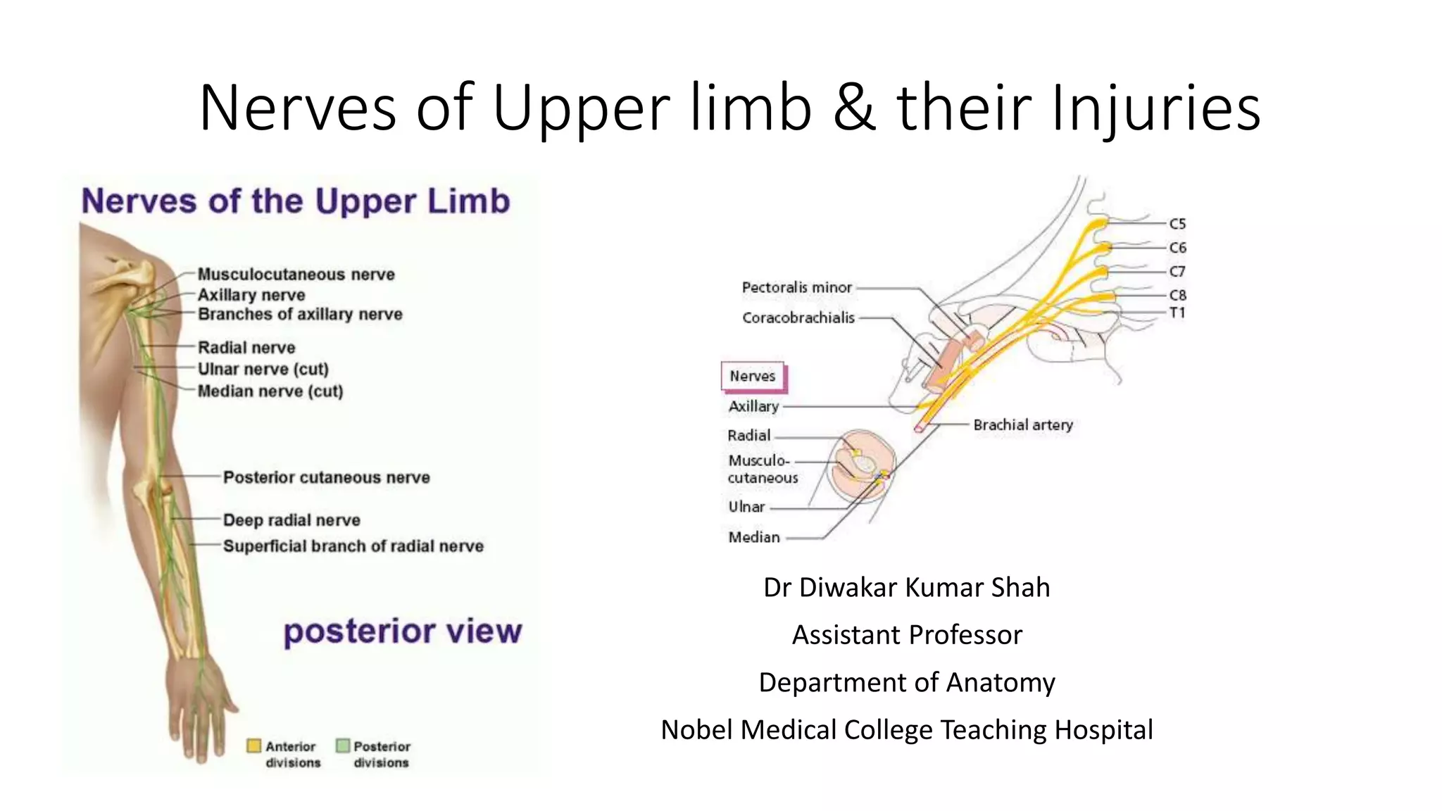 Nerves of Upper limb & their Injuries
Dr Diwakar Kumar Shah
Assistant Professor
Department of Anatomy
Nobel Medical College Teaching Hospital
 