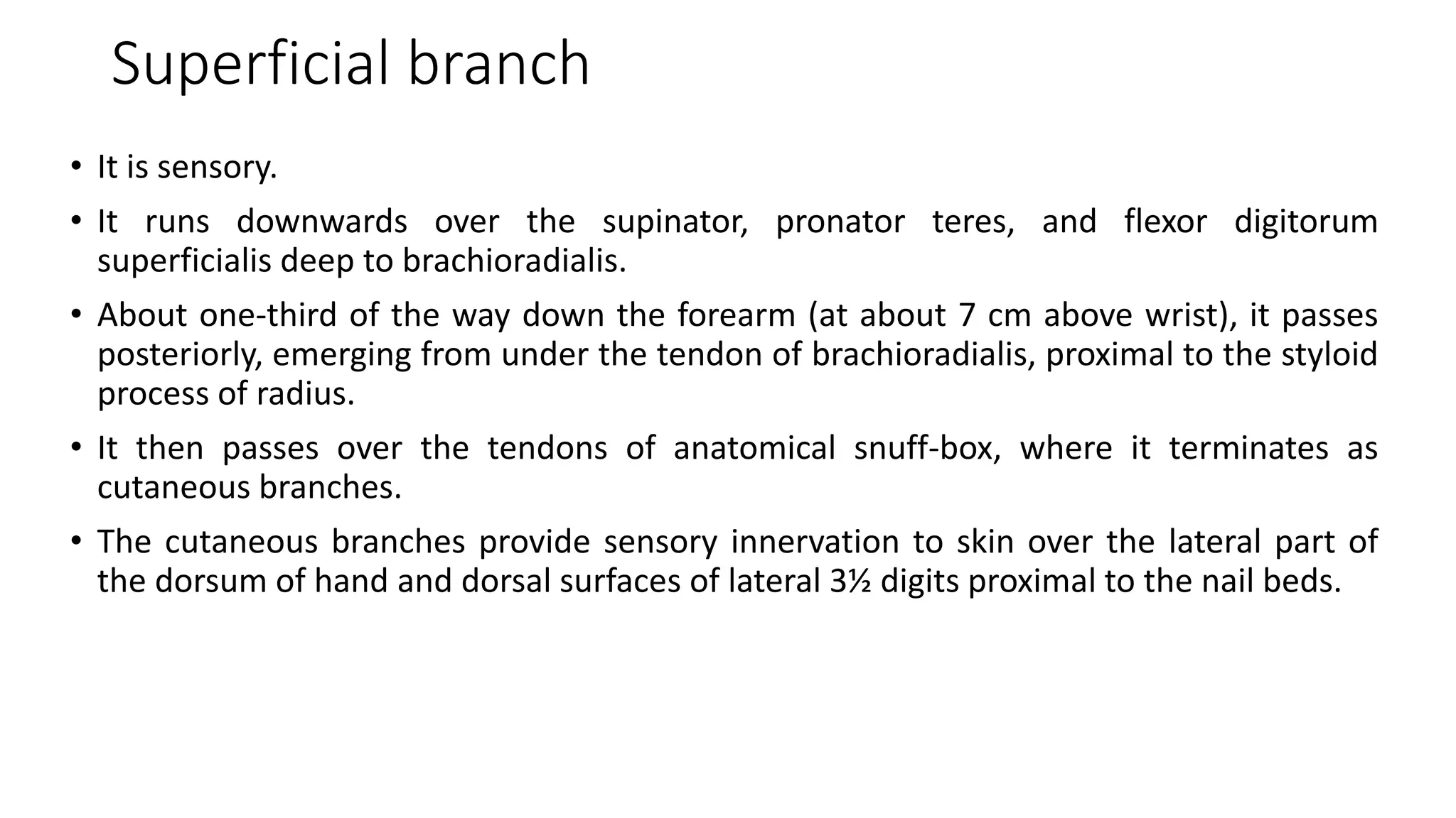 Superficial branch
• It is sensory.
• It runs downwards over the supinator, pronator teres, and flexor digitorum
superficialis deep to brachioradialis.
• About one-third of the way down the forearm (at about 7 cm above wrist), it passes
posteriorly, emerging from under the tendon of brachioradialis, proximal to the styloid
process of radius.
• It then passes over the tendons of anatomical snuff-box, where it terminates as
cutaneous branches.
• The cutaneous branches provide sensory innervation to skin over the lateral part of
the dorsum of hand and dorsal surfaces of lateral 3½ digits proximal to the nail beds.
 