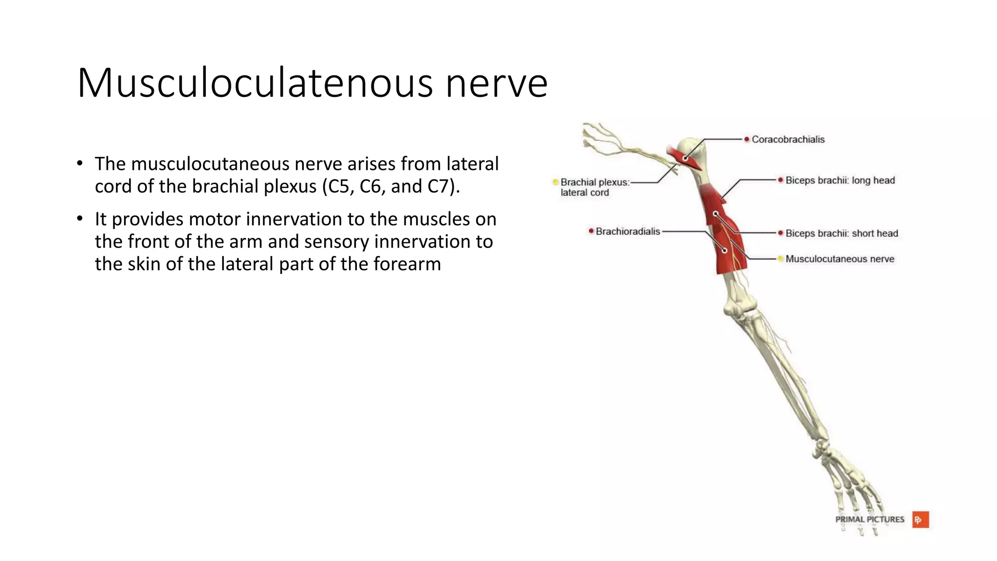 Musculoculatenous nerve
• The musculocutaneous nerve arises from lateral
cord of the brachial plexus (C5, C6, and C7).
• It provides motor innervation to the muscles on
the front of the arm and sensory innervation to
the skin of the lateral part of the forearm
 