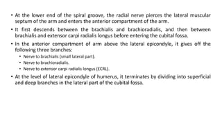 Axillary, Musculocutaneous & Radial Nerve.pptx
