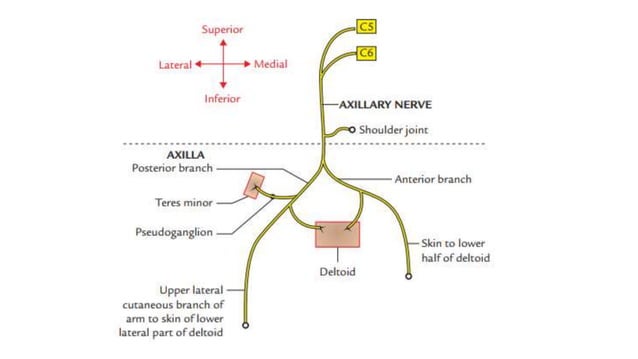 Axillary, Musculocutaneous & Radial Nerve.pptx