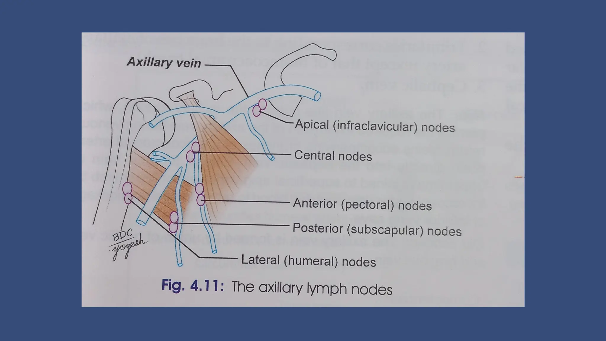 Axillary vein and Axillary lymph nodes short note | PDF
