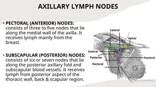 Axillary Node Function ANATOMY OF THE ARMPIT/ AXILLA (SULYMAN).pptx