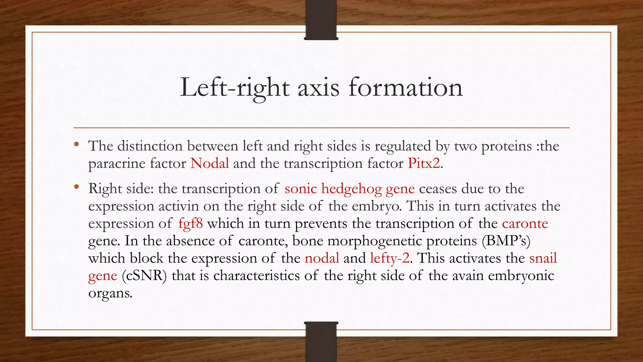 Left-right axis formation
• The distinction between left and right sides is regulated by two proteins :the
paracrine factor Nodal and the transcription factor Pitx2.
• Right side: the transcription of sonic hedgehog gene ceases due to the
expression activin on the right side of the embryo. This in turn activates the
expression of fgf8 which in turn prevents the transcription of the caronte
gene. In the absence of caronte, bone morphogenetic proteins (BMP’s)
which block the expression of the nodal and lefty-2. This activates the snail
gene (cSNR) that is characteristics of the right side of the avain embryonic
organs.
 