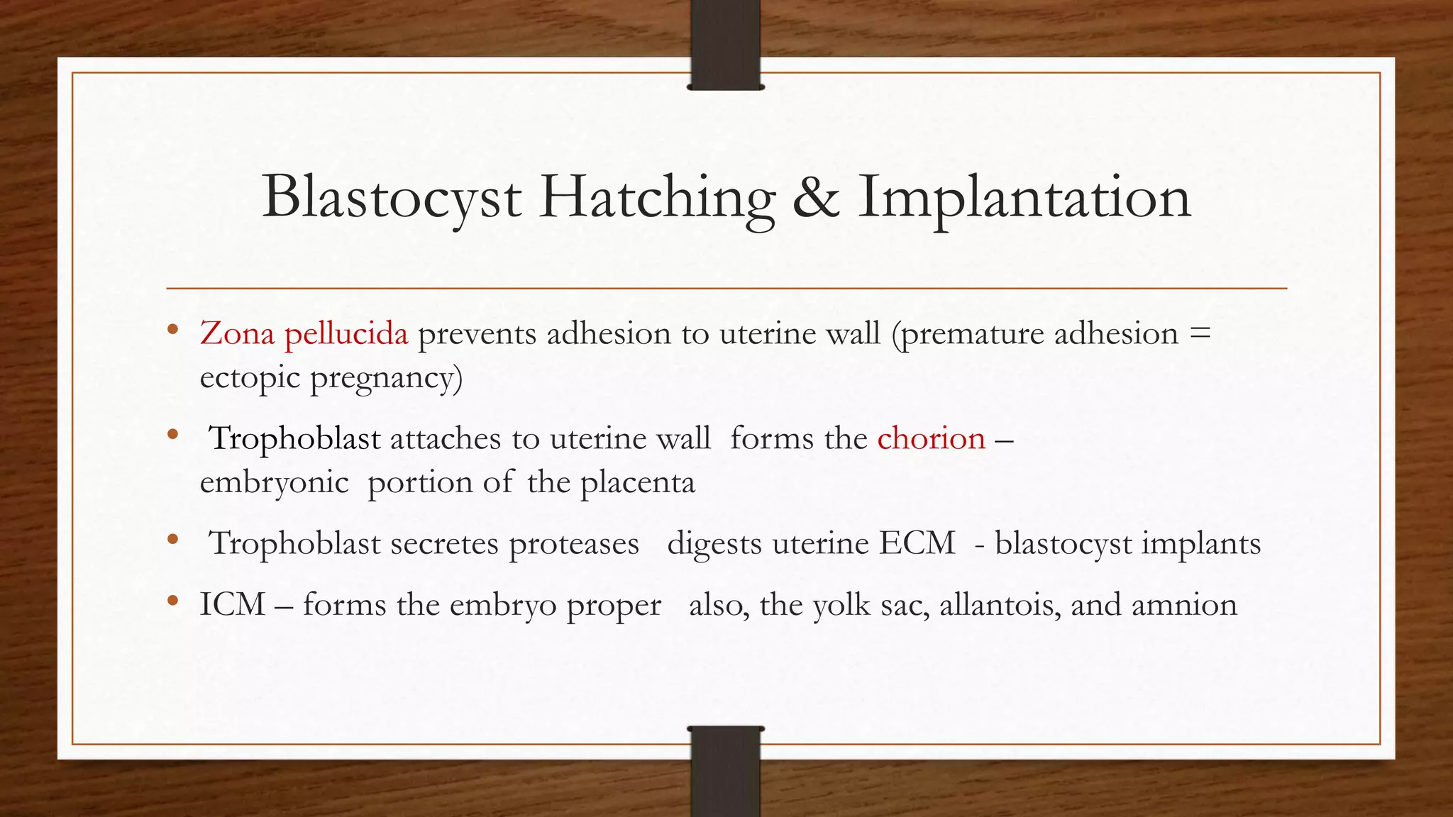 Blastocyst Hatching & Implantation
• Zona pellucida prevents adhesion to uterine wall (premature adhesion =
ectopic pregnancy)
• Trophoblast attaches to uterine wall forms the chorion –
embryonic portion of the placenta
• Trophoblast secretes proteases digests uterine ECM - blastocyst implants
• ICM – forms the embryo proper also, the yolk sac, allantois, and amnion
 