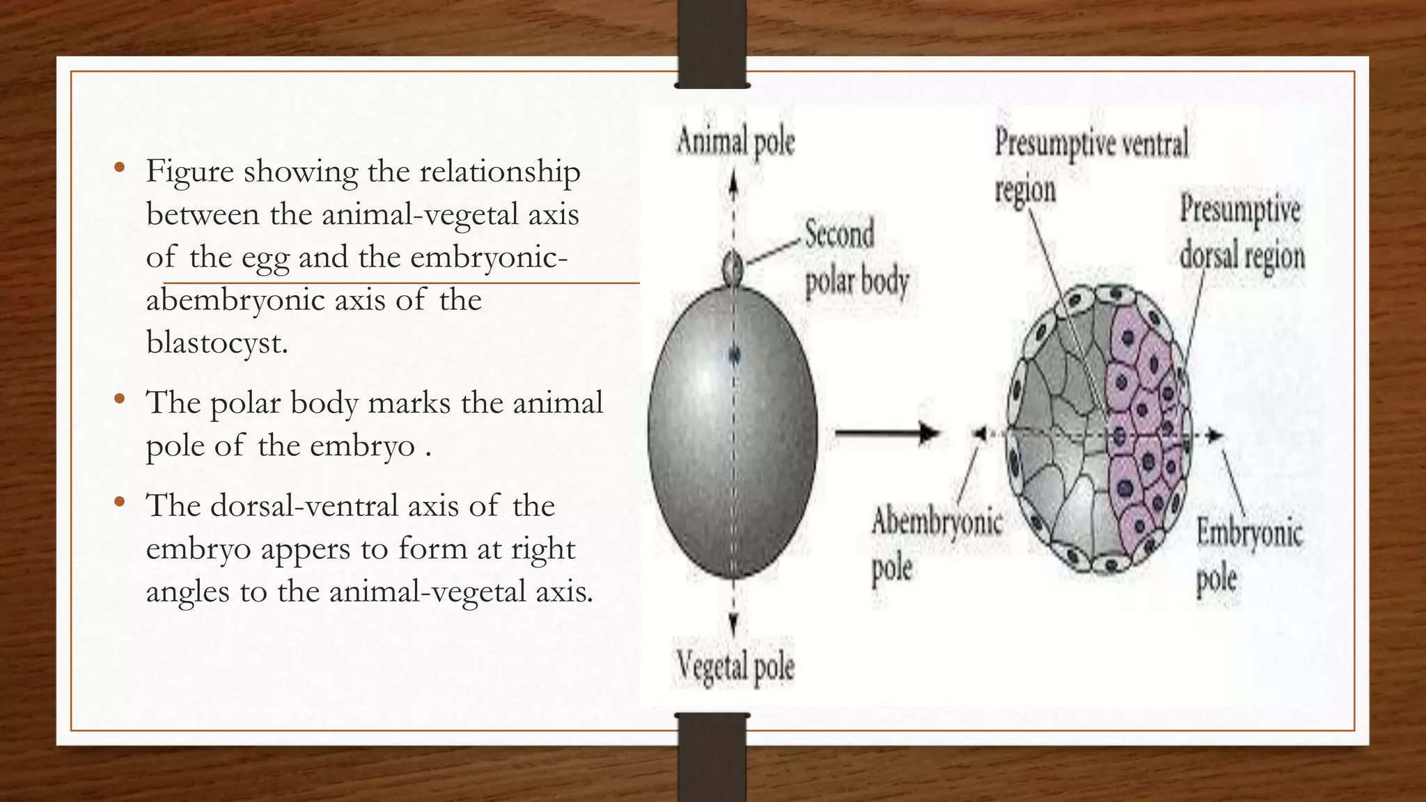 • Figure showing the relationship
between the animal-vegetal axis
of the egg and the embryonic-
abembryonic axis of the
blastocyst.
• The polar body marks the animal
pole of the embryo .
• The dorsal-ventral axis of the
embryo appers to form at right
angles to the animal-vegetal axis.
 