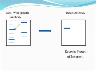 Label With Specific Detect Antibody
Antibody
Reveals Protein
of Interest
 