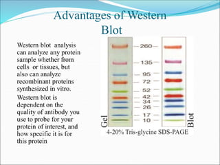 Advantages of Western
Blot
Western blot analysis
can analyze any protein
sample whether from
cells or tissues, but
also ca...