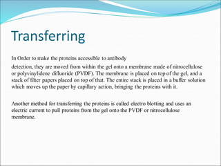 Transferring
In Order to make the proteins accessible to antibody
detection, they are moved from within the gel onto a mem...