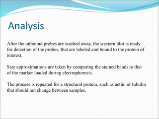 Analysis
After the unbound probes are washed away, the western blot is ready
for detection of the probes, that are labeled...