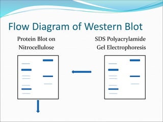 Flow Diagram of Western Blot
Protein Blot on SDS Polyacrylamide
Nitrocellulose Gel Electrophoresis
 