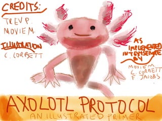 Axolotl Protocol: An Illustrated Primer