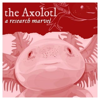 Axolotl - A Research Marvel