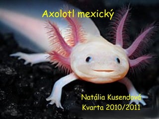 Axolotl mexický
Natália Kusendová
Kvarta 2010/2011
 