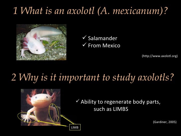 Axolotl regeneration