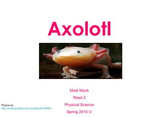 Axolotl Madi Mauk Reed 2 Physical Science Spring 2010   Picture by:  http://science.discovery.com/top-ten/2009/sea-creatures/sea-creatures-9.html 