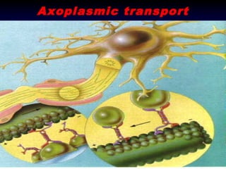 Axoplasmic transport

 