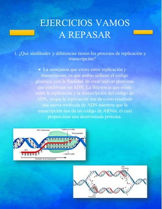 EJERCICIOS VAMOS
A REPASAR
1. ¿Qué similitudes y diferencias tienen los procesos de replicación y
transcripción?
 La semejanza que existe entre replicación y
transcripción, es que ambas utilizan el código
genético, con la finalidad de crear nuevas proteínas
que conforman un ADN. La diferencia que existe
entre la replicación y la transcripción del código de
ADN, es que la replicación nos da como resultado
una nueva molécula de ADN mientras que la
transcripción nos da un código de ARNm, el cual
proporciona una determinada proteína.
 