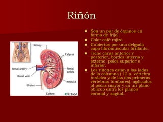 Anatomia_del_Aparato_Urinario.ppt