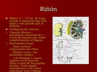 Anatomia_del_Aparato_Urinario.ppt