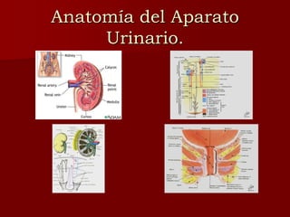 Anatomía del Aparato
Urinario.
 