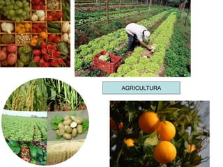 AGRICULTURA
 
