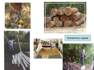 Extrativismo vegetal
 