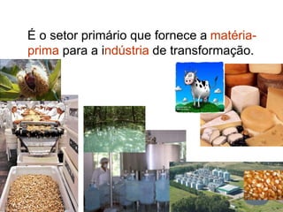 É o setor primário que fornece a matéria-
prima para a indústria de transformação.
 