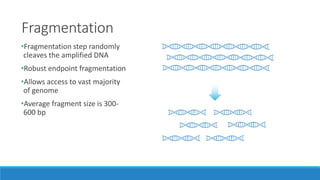 Fragmentation
•Fragmentation step randomly
cleaves the amplified DNA
•Robust endpoint fragmentation
•Allows access to vast majority
of genome
•Average fragment size is 300-
600 bp
 