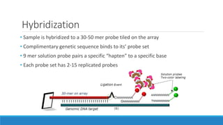 Hybridization
• Sample is hybridized to a 30-50 mer probe tiled on the array
• Complimentary genetic sequence binds to its’ probe set
• 9 mer solution probe pairs a specific “hapten” to a specific base
• Each probe set has 2-15 replicated probes
 