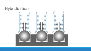 Hybridization
G G C T A A
 