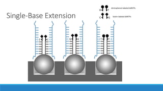 Single-Base Extension
G G C T A AC C G A TT
C
A
G
T
dintrophenol-labeled ddNTPs
biotin-labeled ddNTPs
 