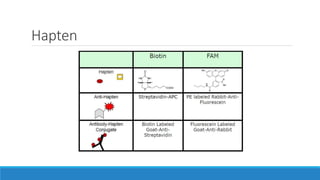 Hapten
 