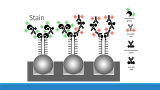 Stain
C C G A TT
streptavidin-
green
anti-DNP-
red
anti-streptavidin-
biotin
anti-Ab-
DNP
 