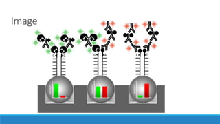 Image
C C G A TT
INTENSITY
INTENSITY
INTENSITY
 