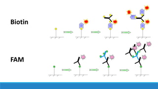 Axt microarrays | PPT