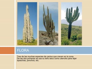 FLORA
Tres de las muchas especies de cactus que crecen en la zona.
De las dos primeras se usa su leño seco como utencilio para tejer
apaschas, ponchos, etc.

 