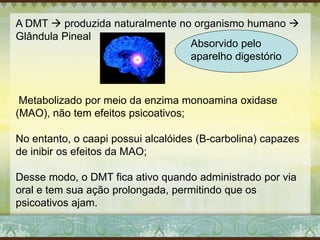 A DMT  produzida naturalmente no organismo humano 
Glândula Pineal
Metabolizado por meio da enzima monoamina oxidase
(MAO), não tem efeitos psicoativos;
No entanto, o caapi possui alcalóides (B-carbolina) capazes
de inibir os efeitos da MAO;
Desse modo, o DMT fica ativo quando administrado por via
oral e tem sua ação prolongada, permitindo que os
psicoativos ajam.
Absorvido pelo
aparelho digestório
 
