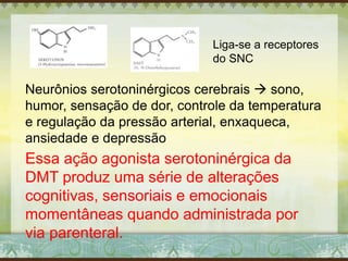 Liga-se a receptores
do SNC
Neurônios serotoninérgicos cerebrais  sono,
humor, sensação de dor, controle da temperatura
e regulação da pressão arterial, enxaqueca,
ansiedade e depressão
Essa ação agonista serotoninérgica da
DMT produz uma série de alterações
cognitivas, sensoriais e emocionais
momentâneas quando administrada por
via parenteral.
 