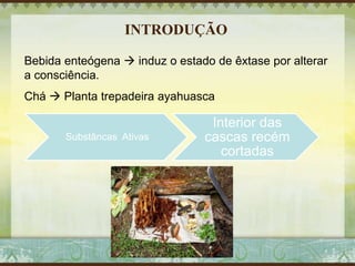 INTRODUÇÃO
Bebida enteógena  induz o estado de êxtase por alterar
a consciência.
Chá  Planta trepadeira ayahuasca
Substâncas Ativas
Interior das
cascas recém
cortadas
 