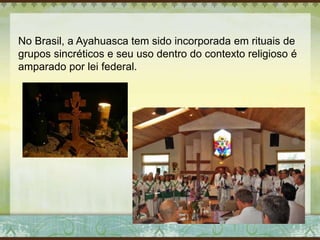 No Brasil, a Ayahuasca tem sido incorporada em rituais de
grupos sincréticos e seu uso dentro do contexto religioso é
amparado por lei federal.
 