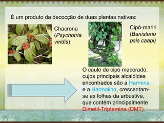 É um produto da decocção de duas plantas nativas:
Chacrona
(Psychotria
viridis)
Cipó-mariri
(Banisterio
psis caapi)
O caule do cipó macerado,
cujos principais alcalóides
encontrados são a Harmina
e a Harmalina, crescentam-
se as folhas da arbustiva,
que contém principalmente
Dimetil-Triptamina (DMT)
 