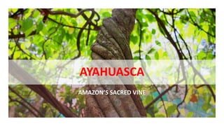 AYAHUASCA
AMAZON’S SACRED VINE
 