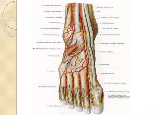 Ayak Foot
