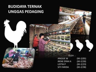 460 Contoh Gambar Unggas HD