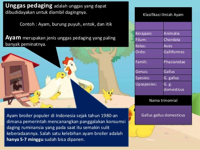 PKWu - Unggas Pedaging