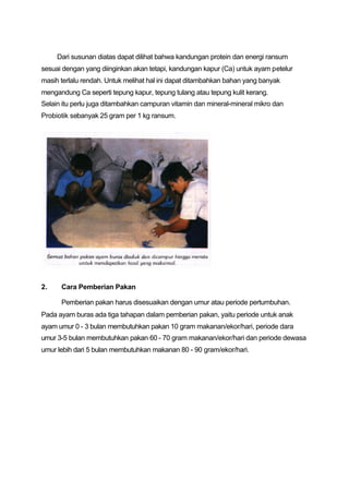 Dari susunan diatas dapat dilihat bahwa kandungan protein dan energi ransum
sesuai dengan yang diinginkan akan tetapi, kandungan kapur (Ca) untuk ayam petelur
masih terlalu rendah. Untuk melihat hal ini dapat ditambahkan bahan yang banyak
mengandung Ca seperti tepung kapur, tepung tulang atau tepung kulit kerang.
Selain itu perlu juga ditambahkan campuran vitamin dan mineral-mineral mikro dan
Probiotik sebanyak 25 gram per 1 kg ransum.




2.    Cara Pemberian Pakan

      Pemberian pakan harus disesuaikan dengan umur atau periode pertumbuhan.
Pada ayam buras ada tiga tahapan dalam pemberian pakan, yaitu periode untuk anak
ayam umur 0 - 3 bulan membutuhkan pakan 10 gram makanan/ekor/hari, periode dara
umur 3-5 bulan membutuhkan pakan 60 - 70 gram makanan/ekor/hari dan periode dewasa
umur lebih dari 5 bulan membutuhkan makanan 80 - 90 gram/ekor/hari.
 