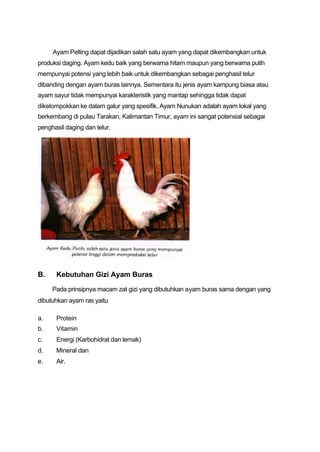 Ayam Pelting dapat dijadikan salah satu ayam yang dapat dikembangkan untuk
produksi daging. Ayam kedu baik yang berwarna hitam maupun yang berwarna putih
mempunyai potensi yang lebih baik untuk dikembangkan sebagai penghasil telur
dibanding dengan ayam buras lainnya. Sementara itu jenis ayam kampung biasa atau
ayam sayur tidak mempunyai karakteristik yang mantap sehingga tidak dapat
dikelompokkan ke dalam galur yang spesifik. Ayam Nunukan adalah ayam lokal yang
berkembang di pulau Tarakan, Kalimantan Timur, ayam ini sangat potensial sebagai
penghasil daging dan telur.




B.    Kebutuhan Gizi Ayam Buras

     Pada prinsipnya macam zat gizi yang dibutuhkan ayam buras sama dengan yang
dibutuhkan ayam ras yaitu

a.    Protein
b.    Vitamin
c.    Energi (Karbohidrat dan lemak)
d.    Mineral dan
e.    Air.
 