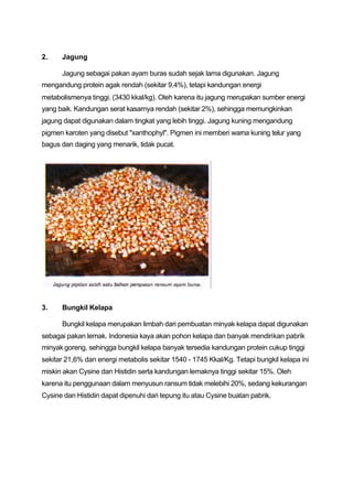2.    Jagung

      Jagung sebagai pakan ayam buras sudah sejak lama digunakan. Jagung
mengandung protein agak rendah (sekitar 9,4%), tetapi kandungan energi
metabolismenya tinggi. (3430 kkal/kg). Oleh karena itu jagung merupakan sumber energi
yang baik. Kandungan serat kasarnya rendah (sekitar 2%), sehingga memungkinkan
jagung dapat digunakan dalam tingkat yang lebih tinggi. Jagung kuning mengandung
pigmen karoten yang disebut "xanthophyl". Pigmen ini memberi warna kuning telur yang
bagus dan daging yang menarik, tidak pucat.




3.    Bungkil Kelapa

      Bungkil kelapa merupakan limbah dari pembuatan minyak kelapa dapat digunakan
sebagai pakan lemak. Indonesia kaya akan pohon kelapa dan banyak mendirikan pabrik
minyak goreng, sehingga bungkil kelapa banyak tersedia kandungan protein cukup tinggi
sekitar 21,6% dan energi metabolis sekitar 1540 - 1745 Kkal/Kg. Tetapi bungkil kelapa ini
miskin akan Cysine dan Histidin serta kandungan lemaknya tinggi sekitar 15%. Oleh
karena itu penggunaan dalam menyusun ransum tidak melebihi 20%, sedang kekurangan
Cysine dan Histidin dapat dipenuhi dari tepung itu atau Cysine buatan pabrik.
 