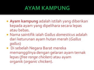  Ayam kampung adalah istilah yang diberikan
kepada ayam yang dipelihara secara lepas
atau bebas.
 Nama saintifik ialah Gallus domesticus adalah
dari keturunan ayam hutan merah (Gallus
gallus)
 Di sebelah Negara Barat mereka
memanggilnya dengan gelaran ayam ternak
lepas (free range chicken) atau ayam
organik (organic chicken).
 